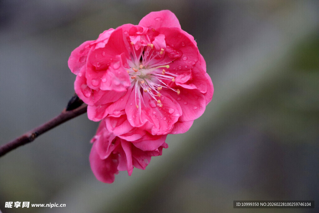 娇艳绽放的粉色梅花