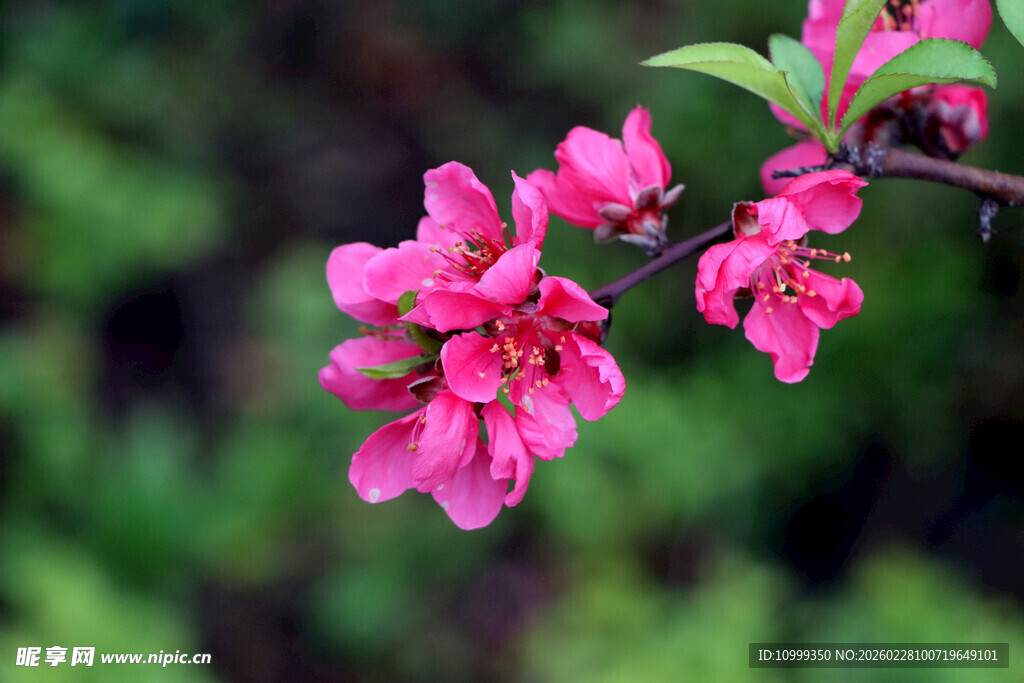 娇艳绽放的粉色海棠花