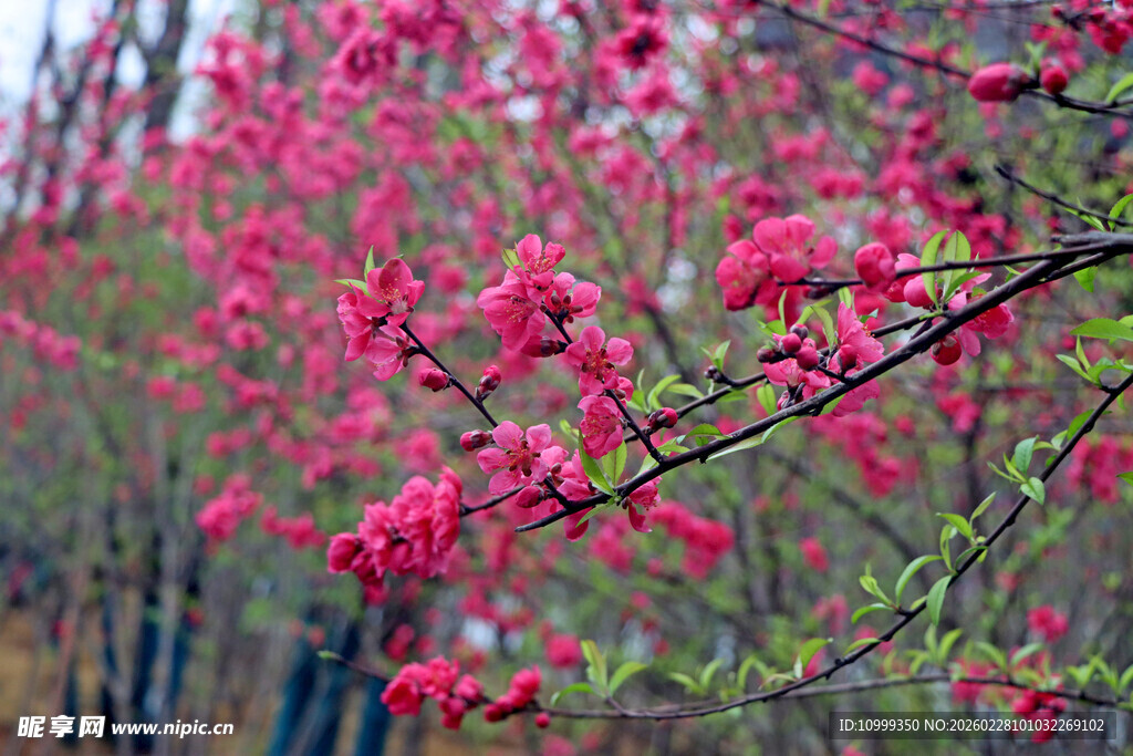 娇艳绽放的粉嫩花枝