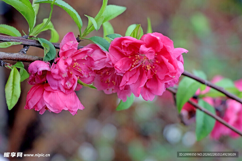 娇艳桃花枝头绽放