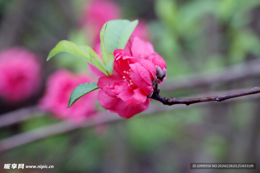 娇艳盛开的粉色桃花