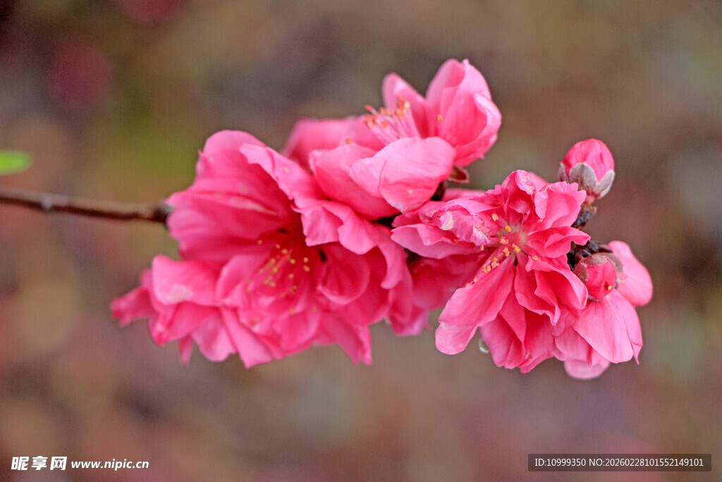 娇艳粉色桃花绽放枝头