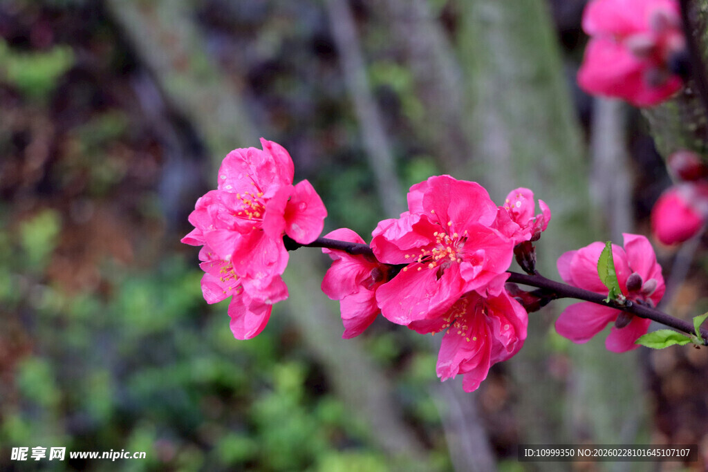娇艳绽放的粉色花枝