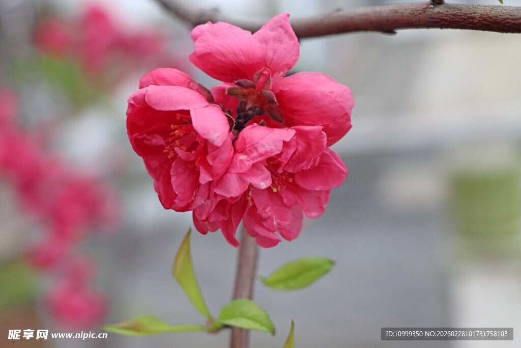 娇艳绽放的粉色桃花