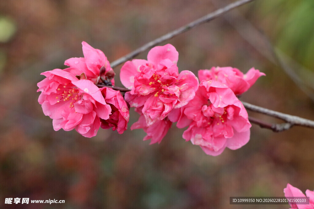 娇艳绽放的粉色桃花