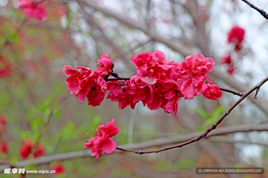 枝头绽放的艳丽红桃花