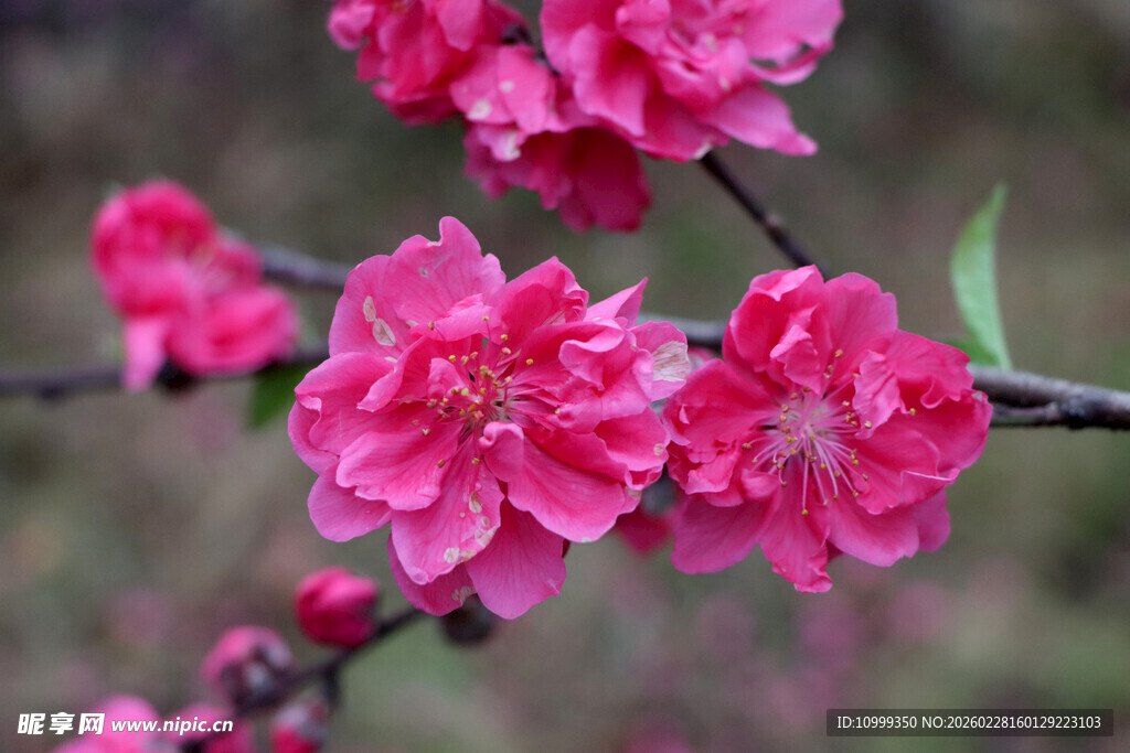 娇艳盛开的粉红色花卉