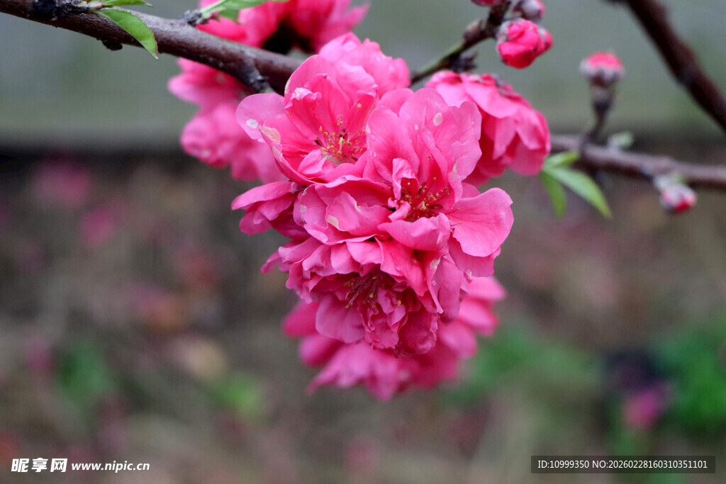 娇艳盛开的粉色桃花
