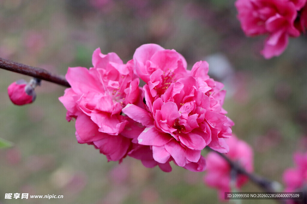 娇艳盛开的粉色桃花