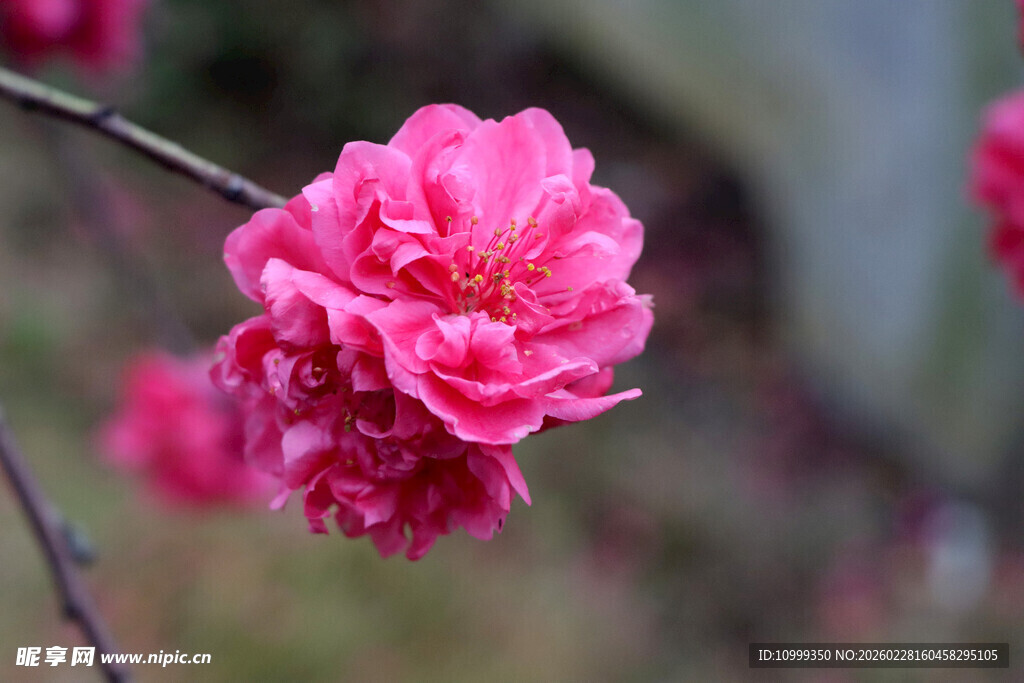 娇艳绽放的粉色桃花