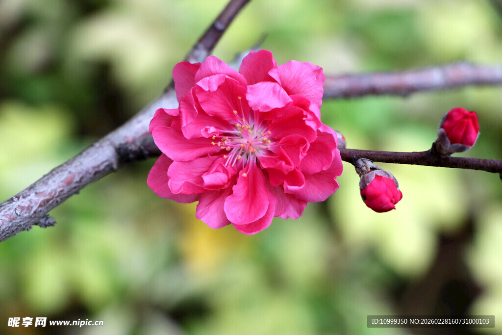 娇艳红梅绽放枝头