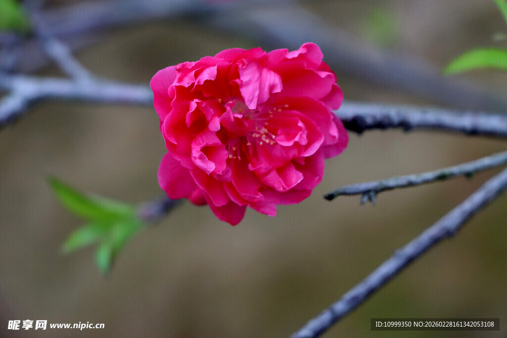 枝头娇艳红花朵