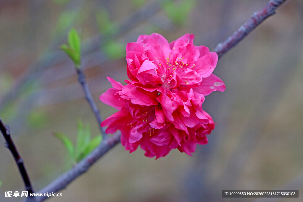 娇艳绽放的粉红色桃花