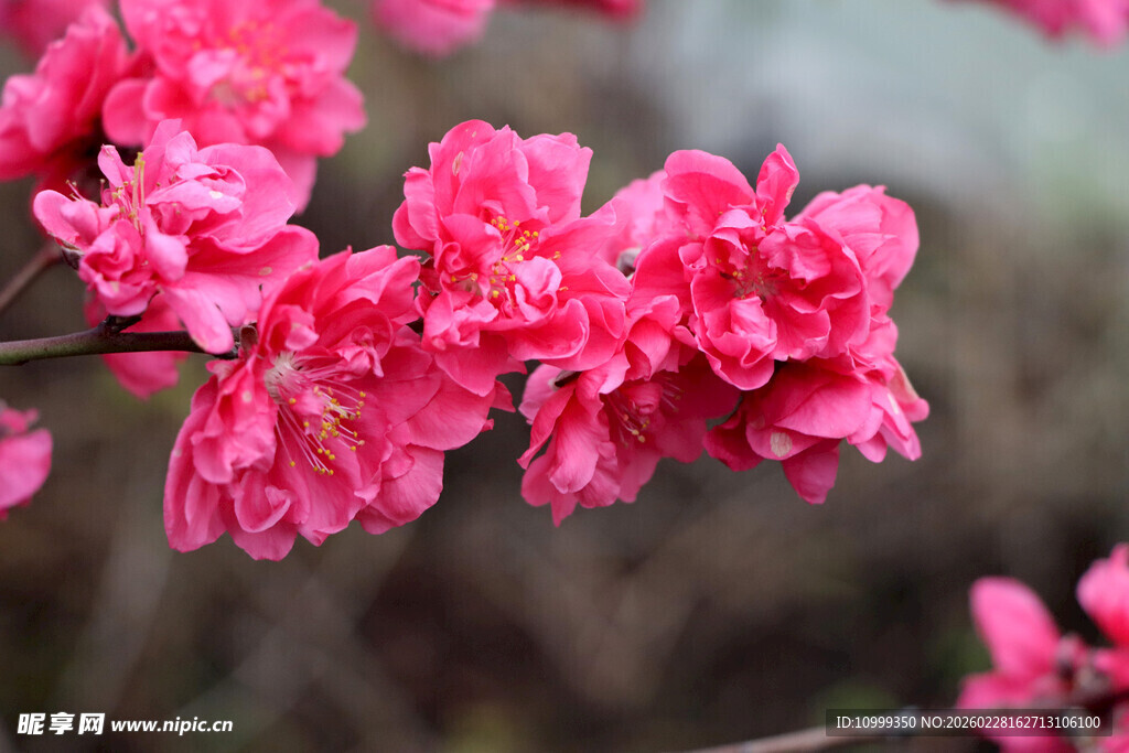 娇艳绽放的粉色桃花