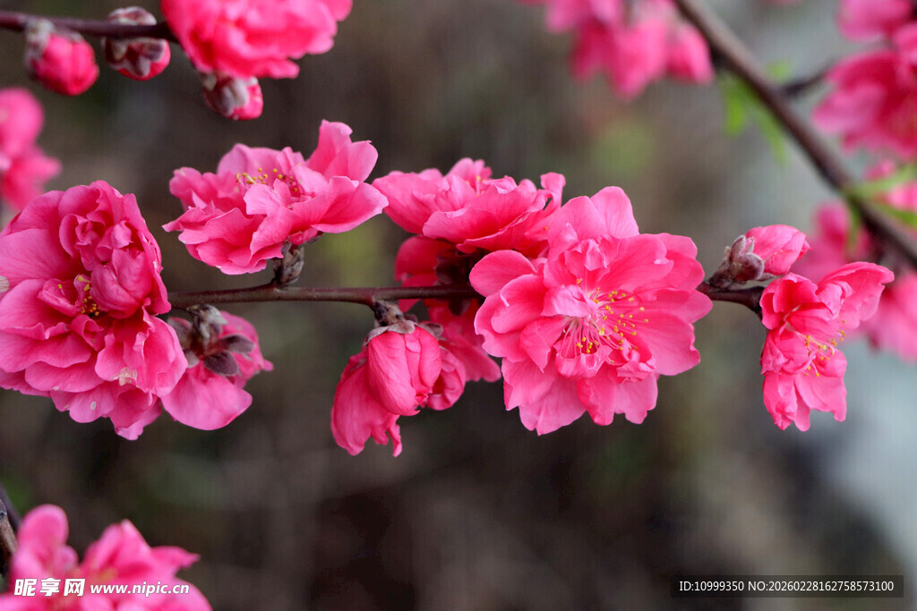 娇艳粉色桃花枝头绽放