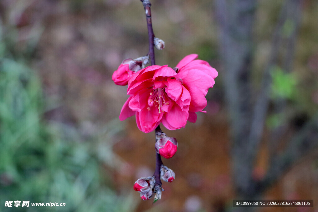 娇艳欲滴的粉色花枝