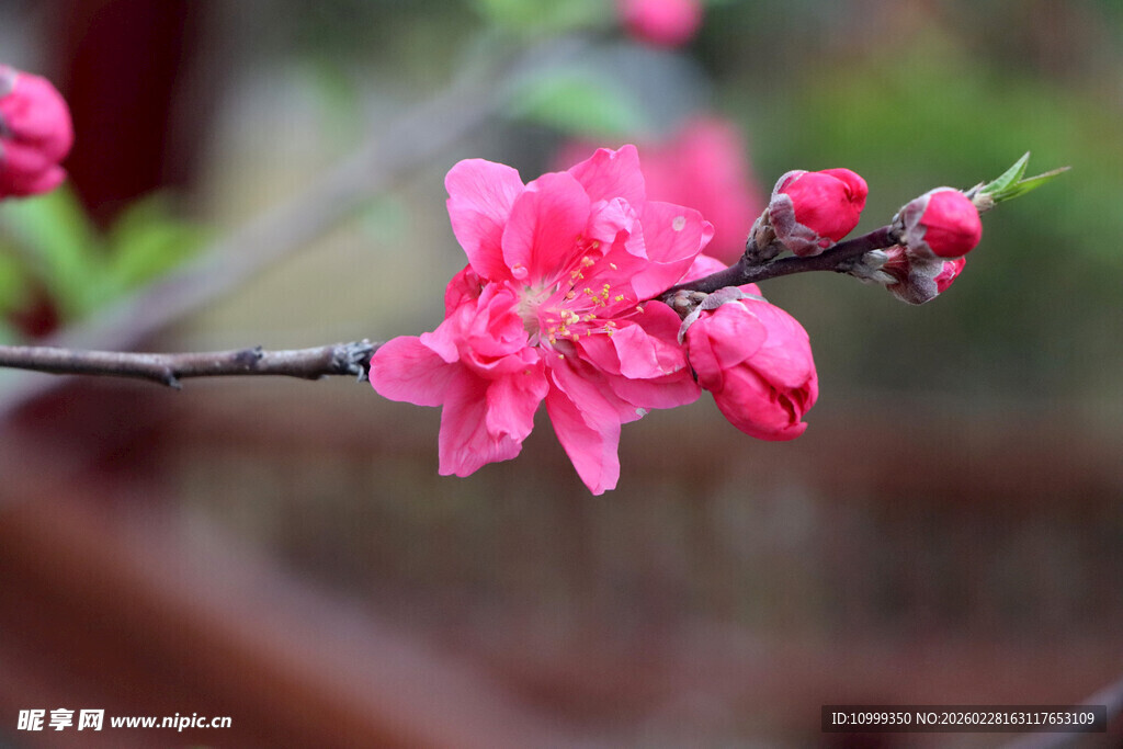 枝头绽放的娇艳粉色桃花