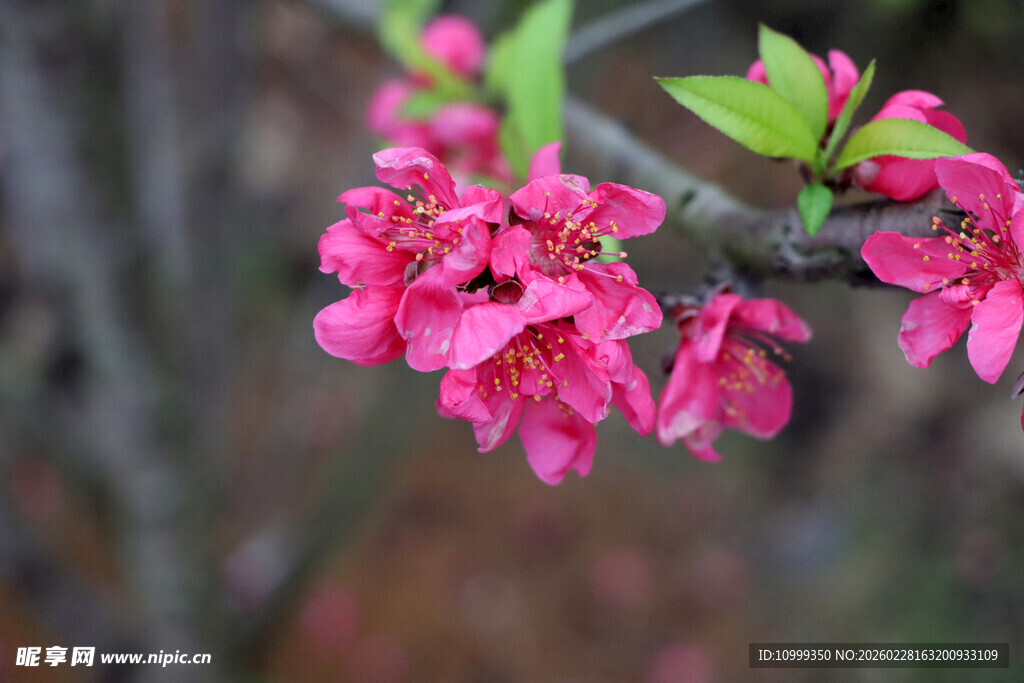 娇艳粉色海棠花枝