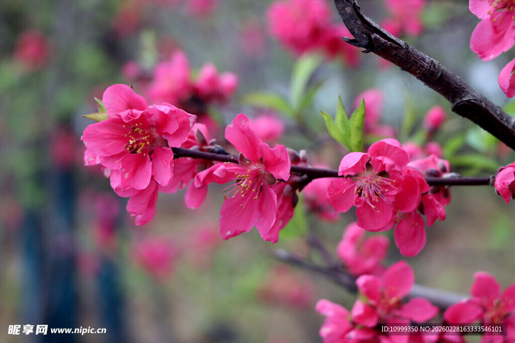 枝头粉嫩桃花绽放