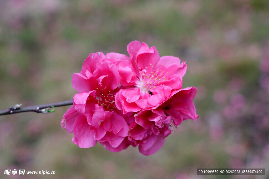 娇艳粉色桃花枝头绽放