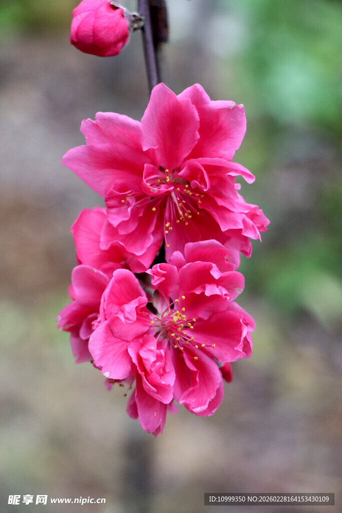 娇艳绽放的粉色桃花