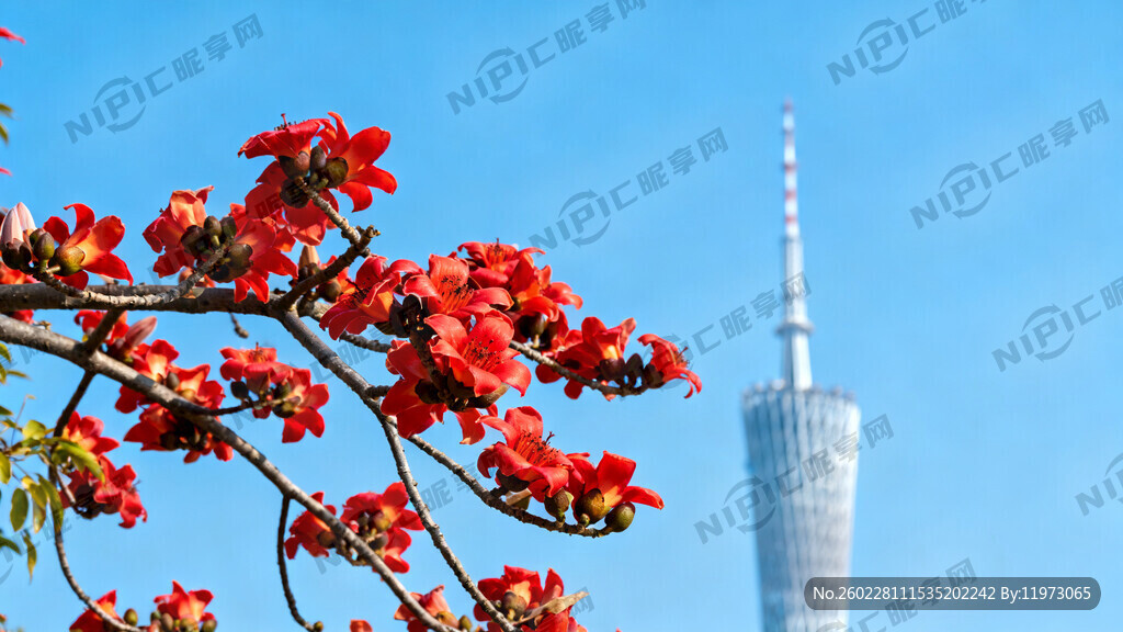 广州春天木棉花特色的高清背景画