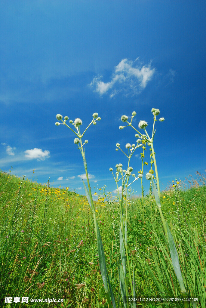 蓝天绿草间的清新小花