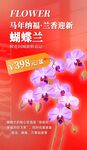 蝴蝶兰海报