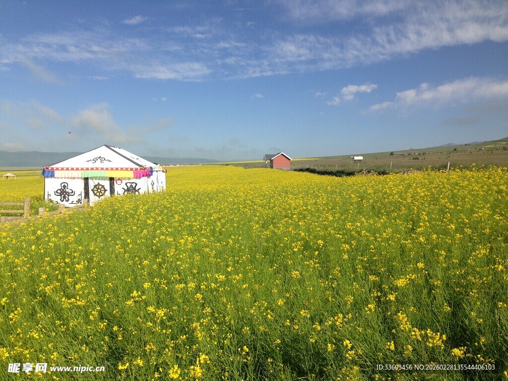 草原花海中的彩色帐篷