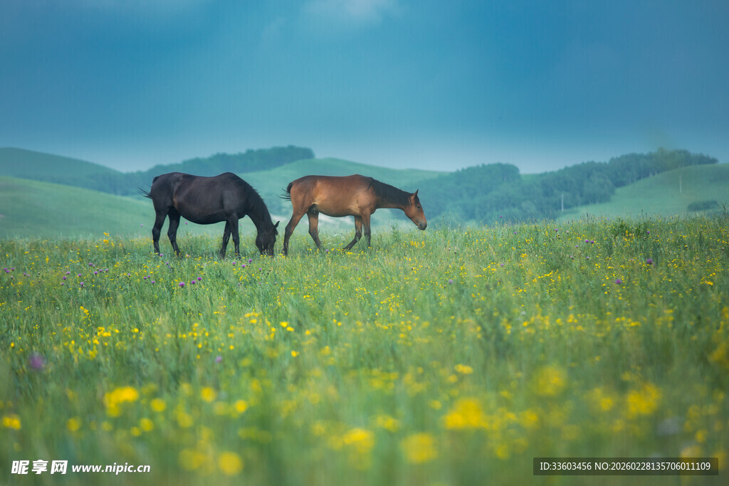 草原上的两匹马