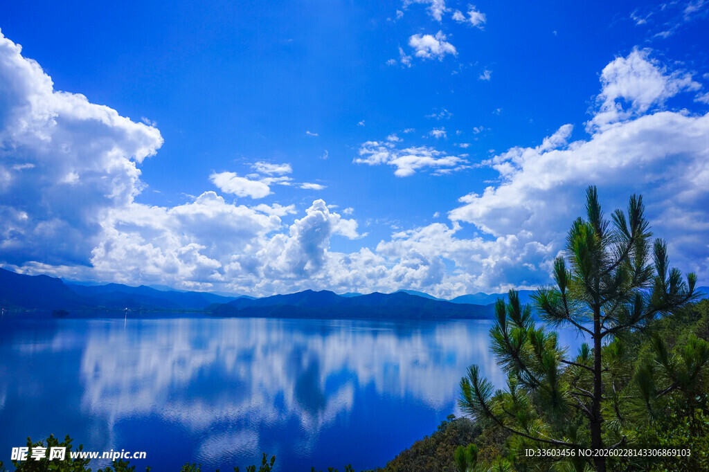 蓝天碧水旁的葱郁松树