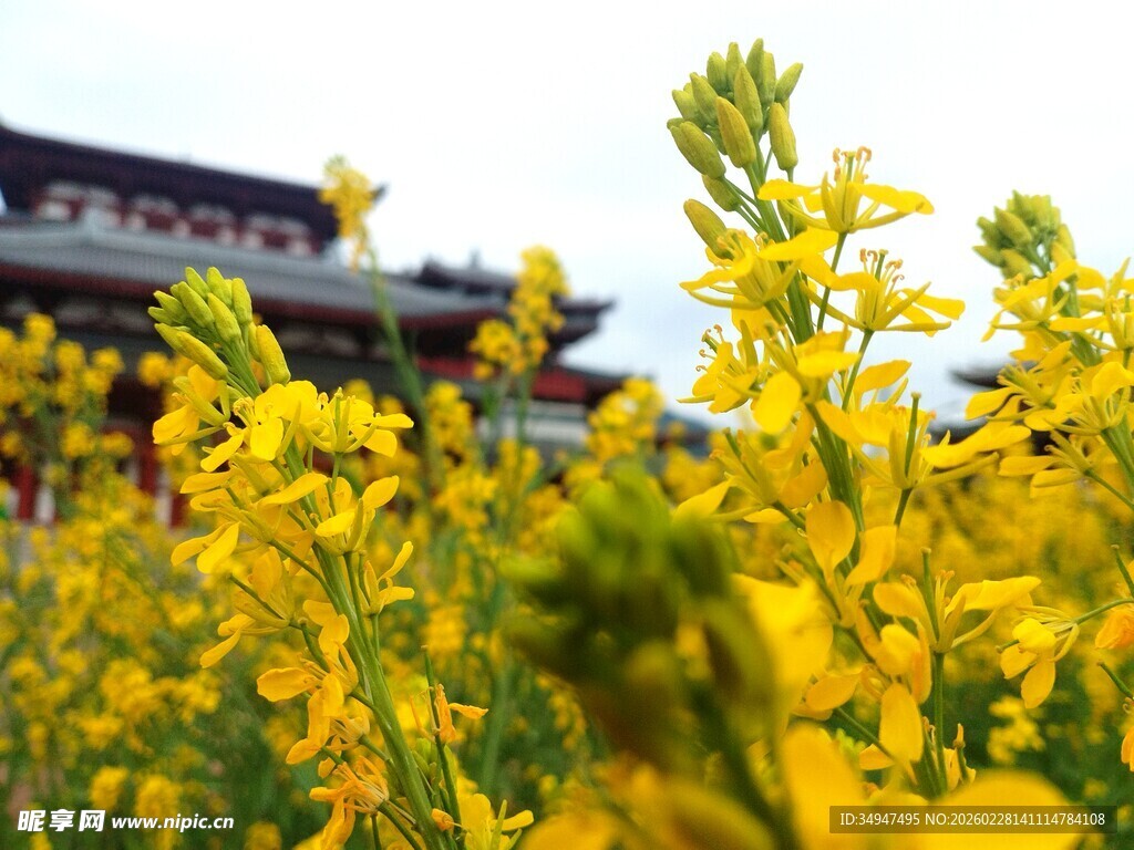 春日油菜花与传统建筑