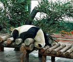 大熊猫