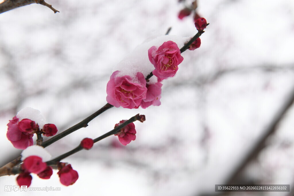 冬日里的傲雪红梅