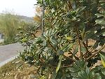 路边绿植景观