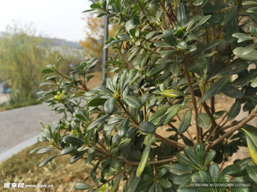 路边绿植景观