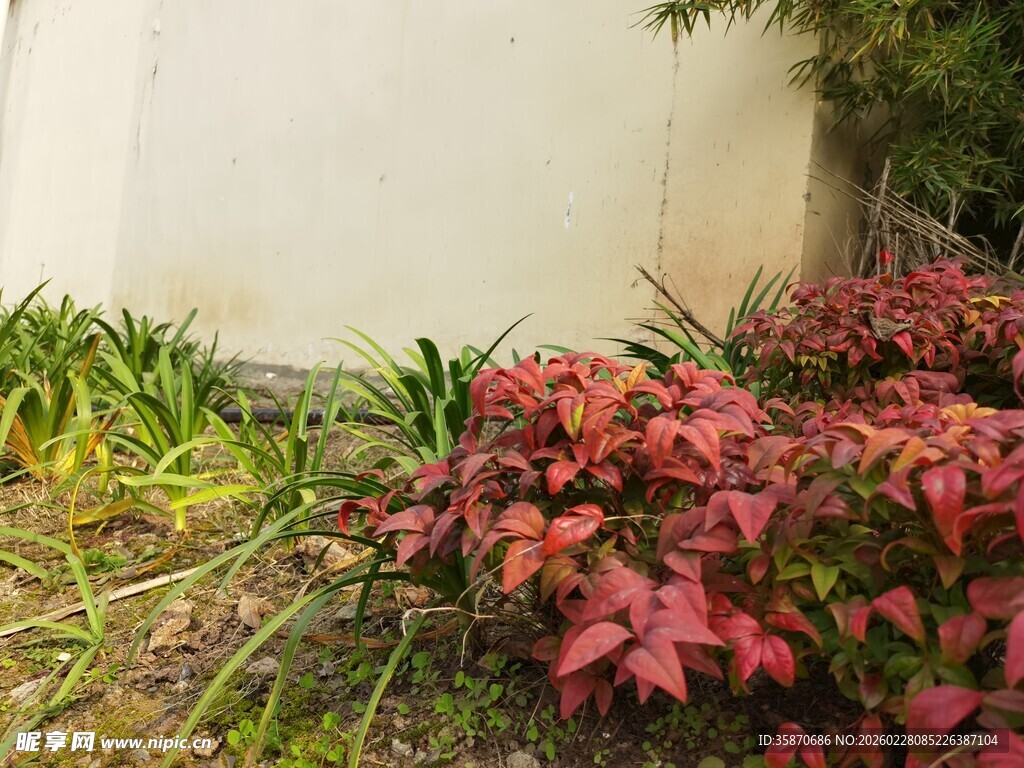 墙边红叶绿植景观