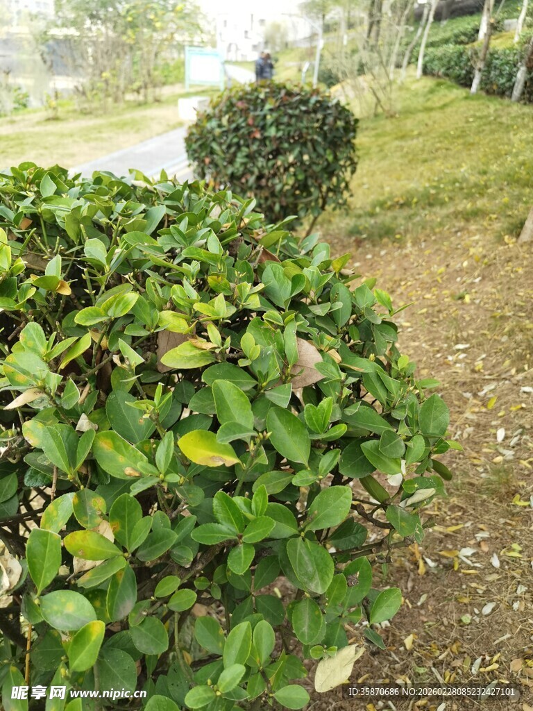 绿意盎然的园林灌木丛