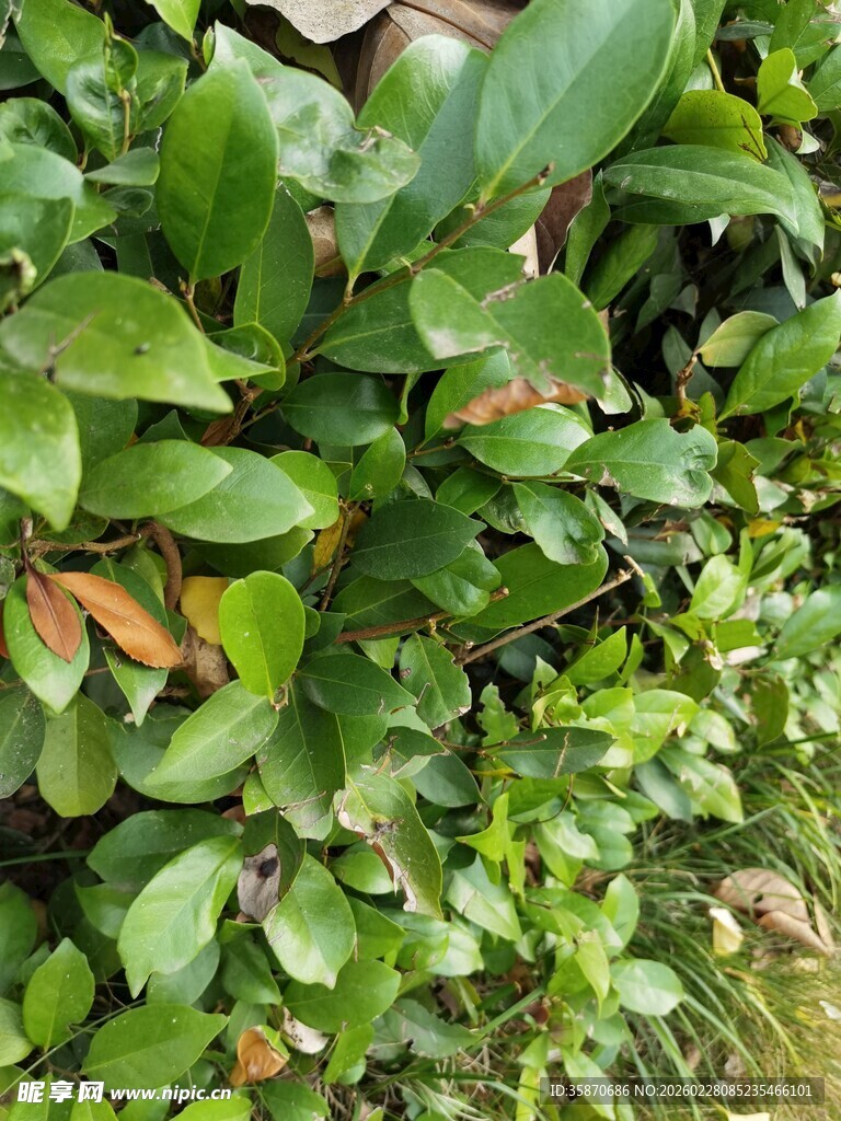 翠绿繁茂的植物叶片