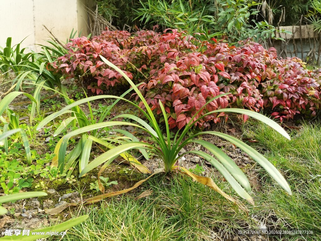 多彩植物装点的花园角落