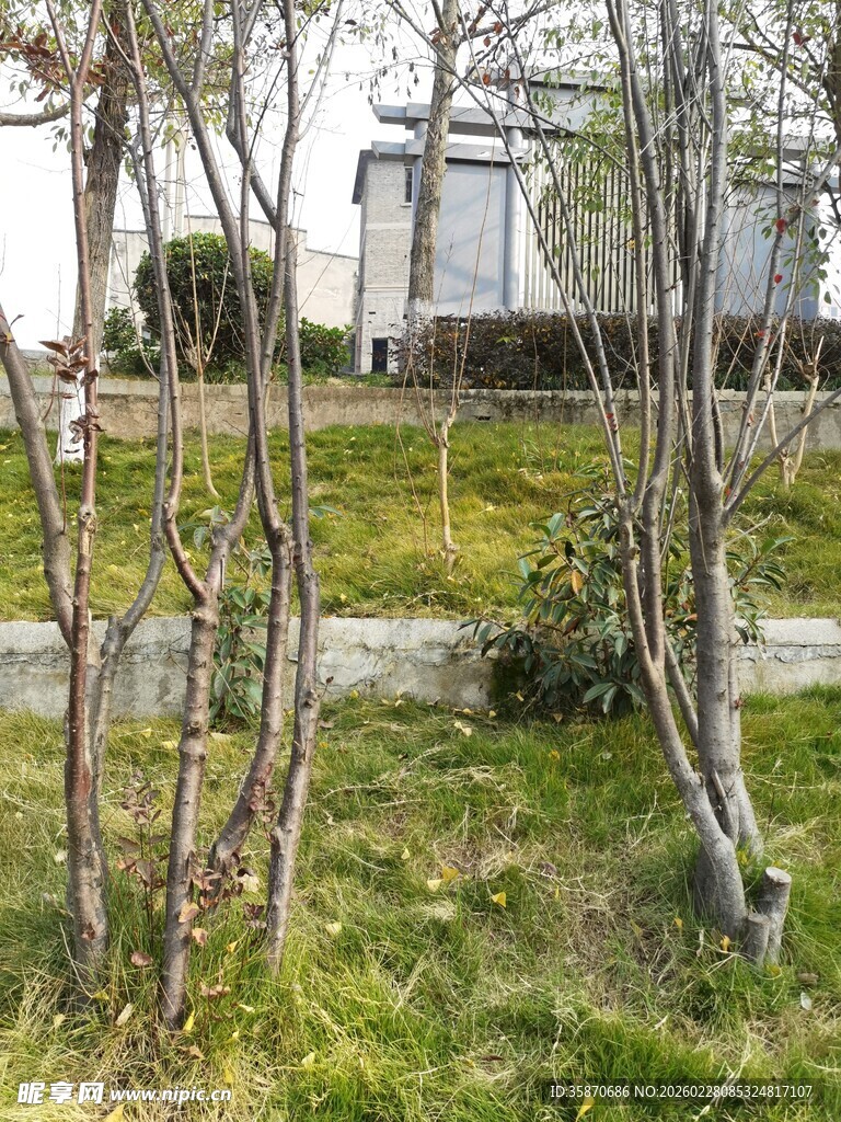 户外枯树与草地景象