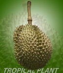 饱满榴莲尽显热带风情