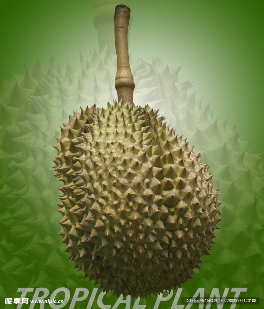 饱满榴莲尽显热带风情