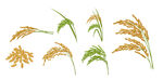 手绘稻穗