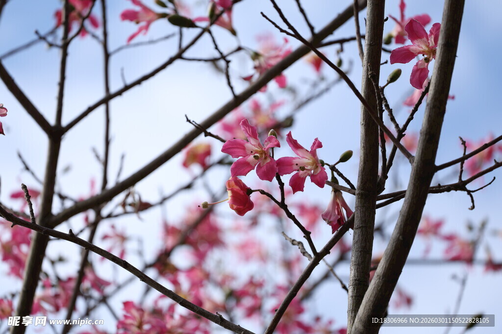 冬日里的红色花