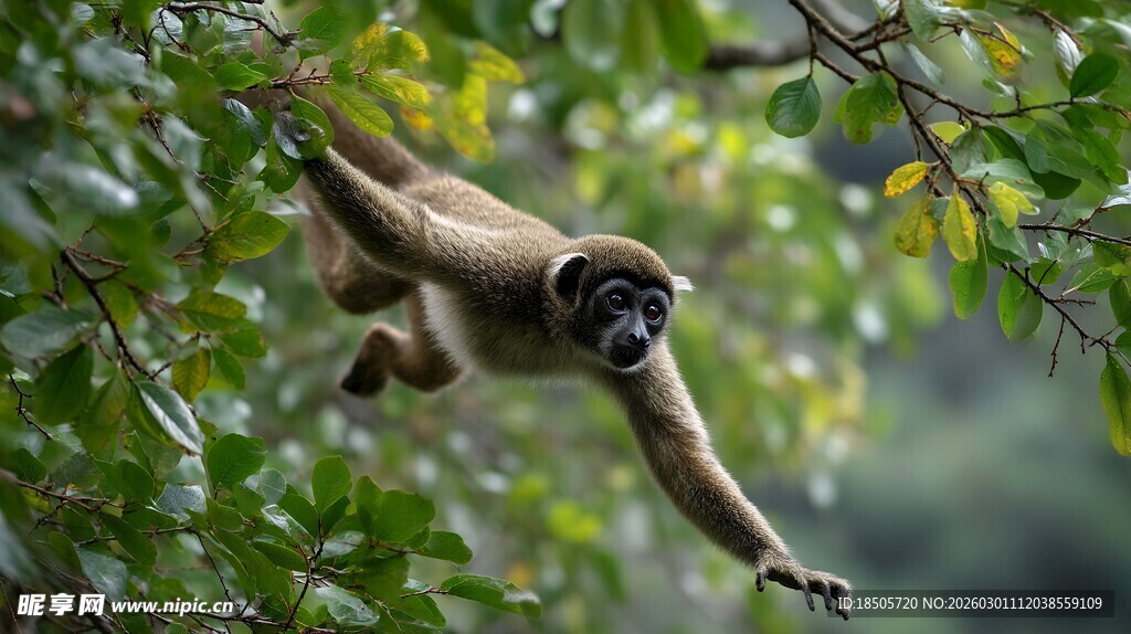 挂在树上的长臂猿