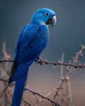 蓝色鹦鹉栖于带刺枝上