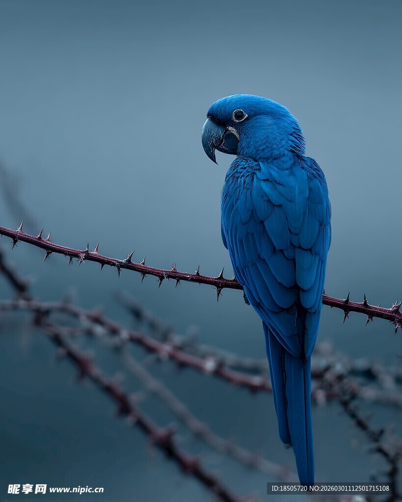 蓝色鹦鹉栖息于带刺铁丝上