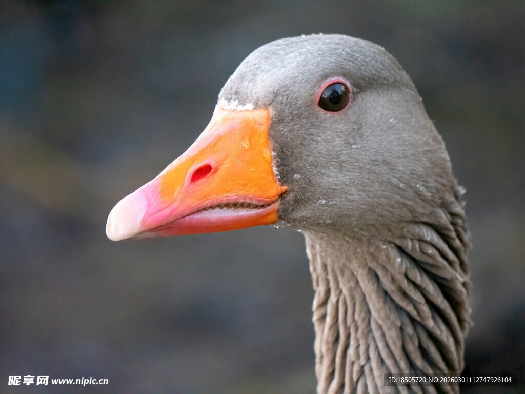 灰鹅特写