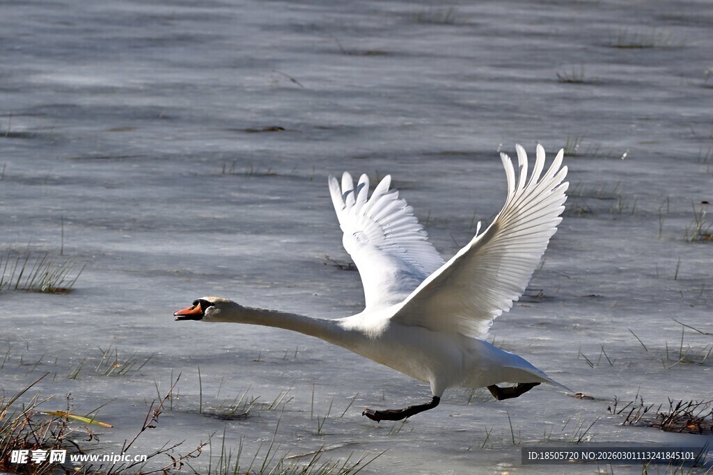 天鹅展翅于水面飞翔